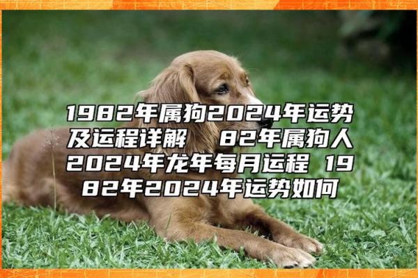 1982年属狗男2024年全年的运势 1982年属狗男2024年运势详解全年运程大揭秘