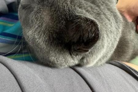 男人梦见猫是什么意思