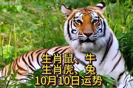 无法无天的动物猜一生肖(无法无天是什么动物生肖)