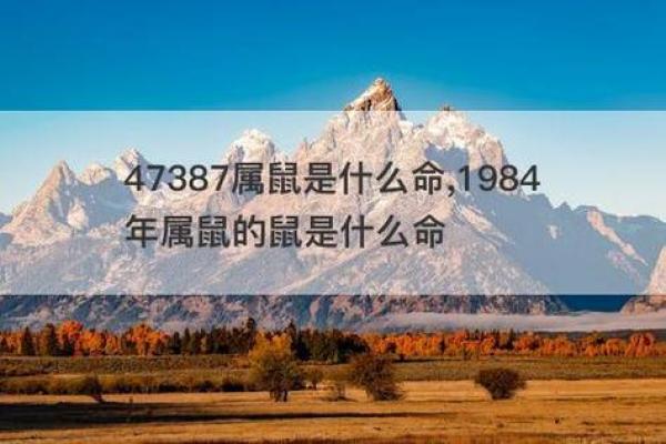 1984年生肖鼠今日运势查询