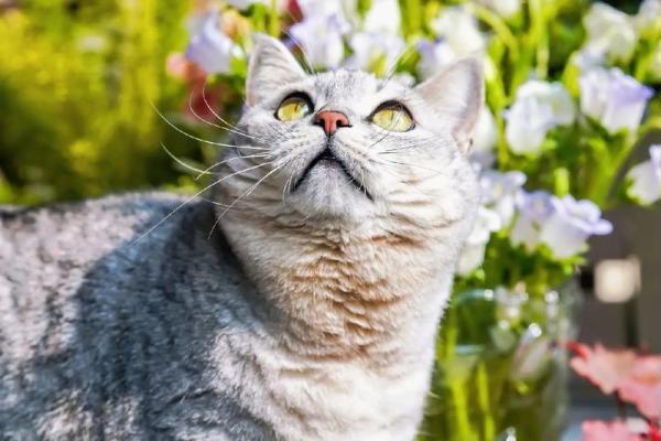 梦见好多小猫