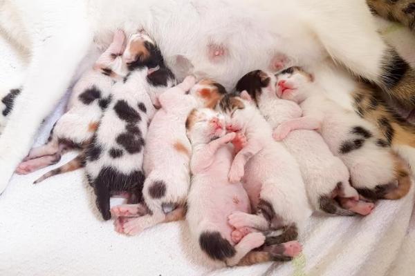 梦见猫生小猫