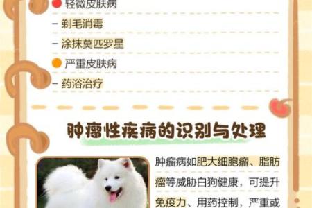 梦见白狗