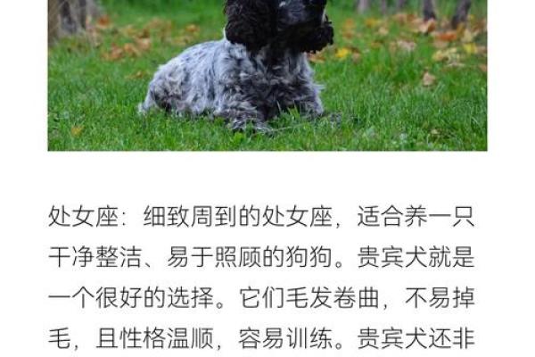 十二星座女生最适合养哪种狗
