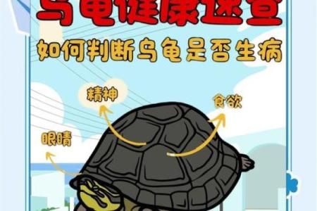 什么人不能养龟风水与属相禁忌化解