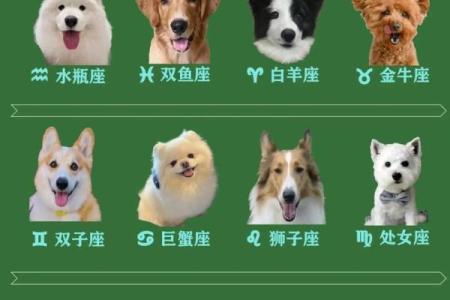 十二星座女生最适合养哪种狗