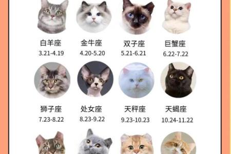 每个星座都有自己专属的猫吗