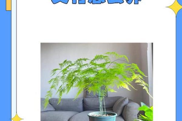 风水价值，为啥家里不能养文竹