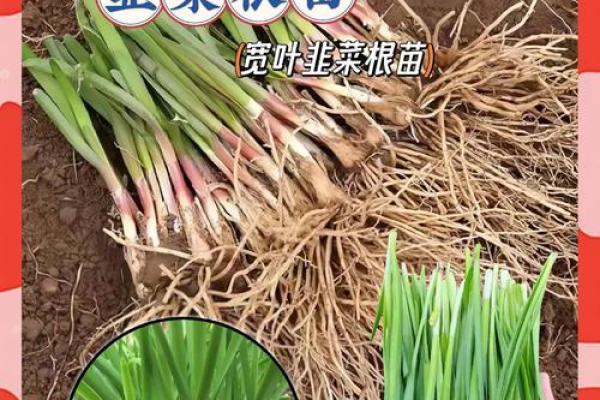 风水院子_韭菜种在院子有甚么寓意