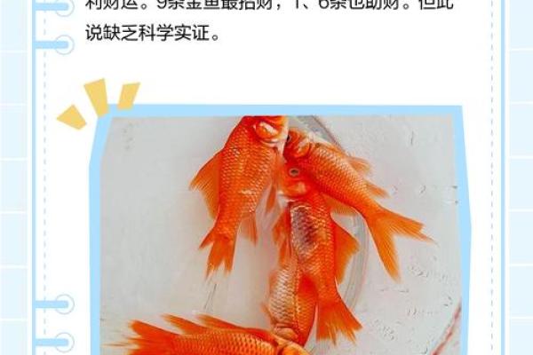 家里养鱼也有风水讲究这么一说