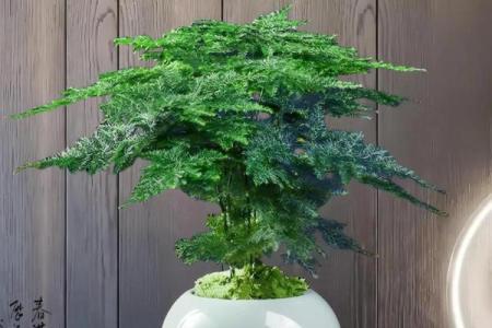 风水价值，为啥家里不能养文竹