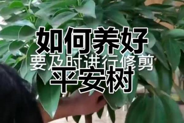 平安树风水攻略：如何利用风水安排平安树
