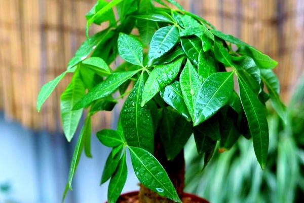 买了“发财树”,别把方位摆错 买了“发财树”,别把方位摆错