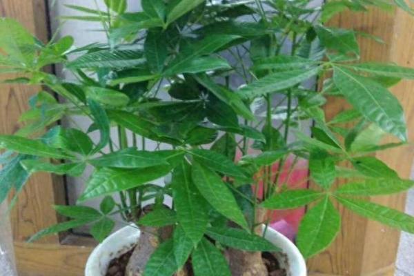 买了“发财树”,别把方位摆错 买了“发财树”,别把方位摆错