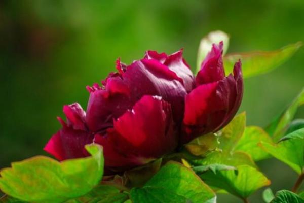 艾菲尔：财神爷垂青：二月财气大产生肖男孩和女孩