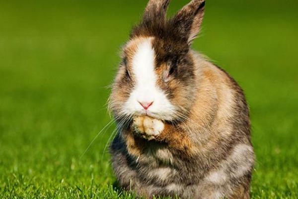 老黄历属兔犯几月  属兔人犯月都是哪几个月