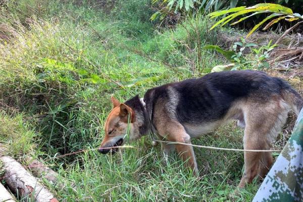 野狗山算命 野狗山算命