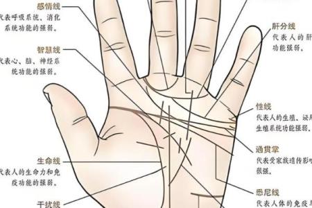 怎样看手纹给自己算命 富贵的手相