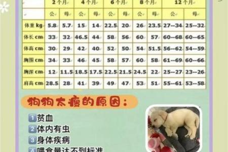 养狗生辰八字