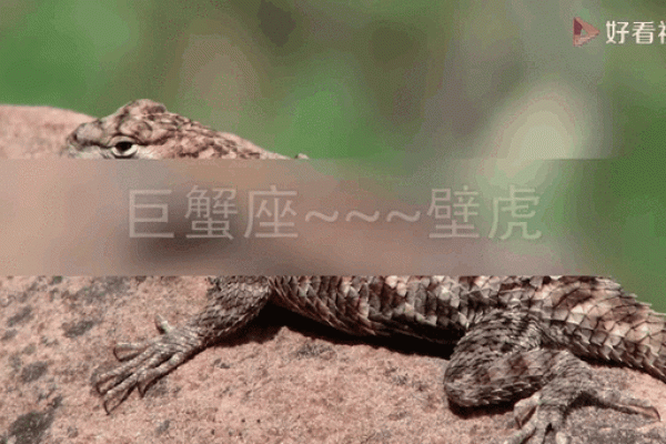 适合十二星座的蜥蜴 适合十二星座的蜥蜴