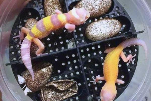 适合十二星座的蜥蜴 适合十二星座的蜥蜴