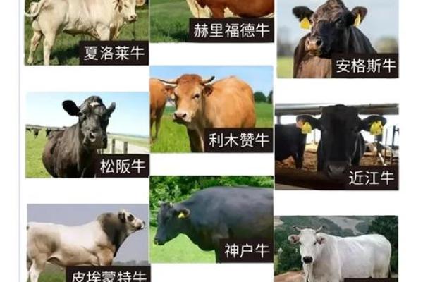十二星座适合养的牛 十二星座适合养的牛