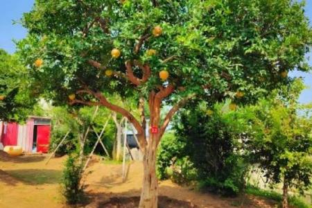 十大凶树十大吉树都是哪些风水树？