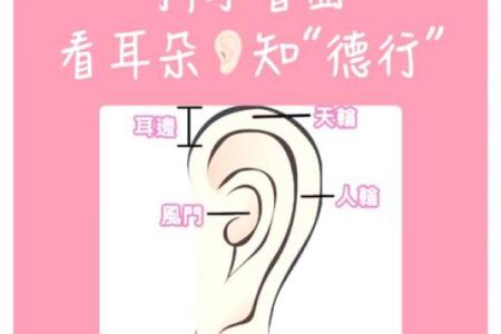 风水面相耳朵垂大的人代表有福气吗