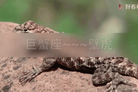 适合十二星座的蜥蜴