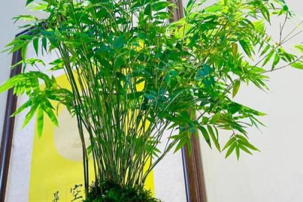 观音竹摆放禁忌是什么 观音竹摆放有哪些禁忌 观音竹摆放禁忌是什么 观音竹摆放有哪些禁忌