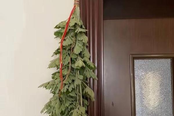 艾叶干了还能挂门上吗还有风水效果吗