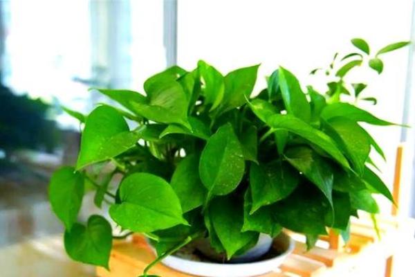 办公室风水:十二生肖最配的绿色植物有哪些? 办公室风水:十二生肖最配的绿色植物有哪些?