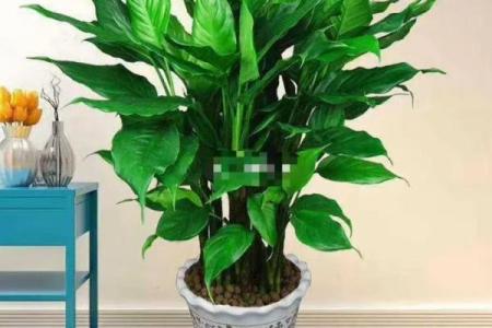 办公室风水：十二生肖最配的绿色植物有哪些？