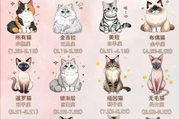 十二星座的猫咪它们有着怎样不同的性格和行为特点