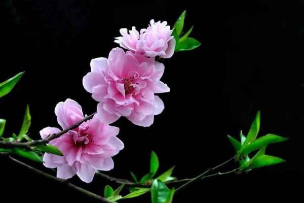 八字里最厉害的桃花