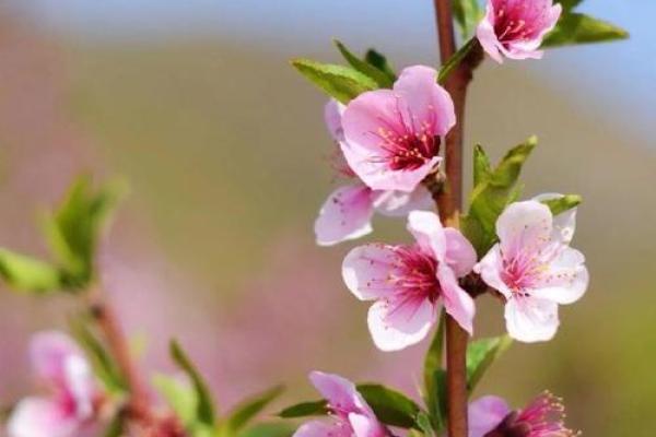 八字里最厉害的桃花