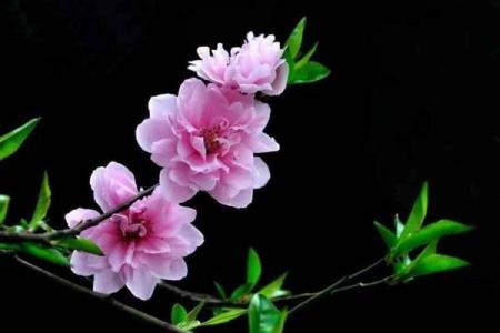 八字里最厉害的桃花