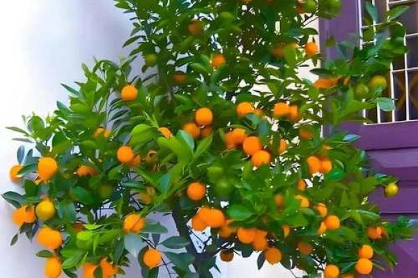 风水旺财_客厅旺财植物有哪些呢