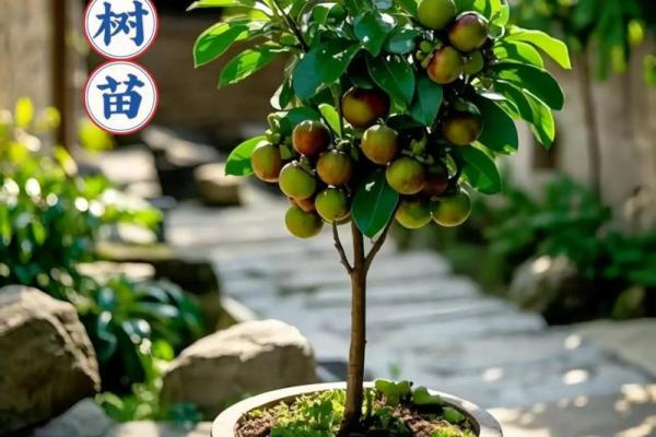 在家里种植哪些果树能符合风水规律