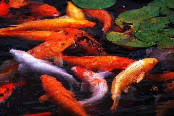 塔罗测试:活捉锦鲤!好运究竟离你有多远? 塔罗测试:活捉锦鲤!好运究竟离你有多远?