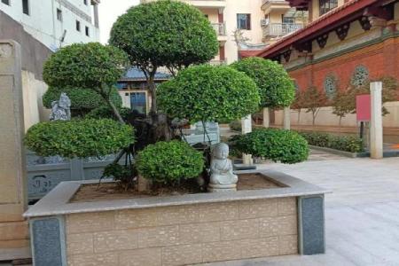 算命花园是什么