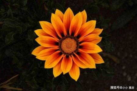 星币九星座秀，教你如何把握爱情，找到属于自己的幸福