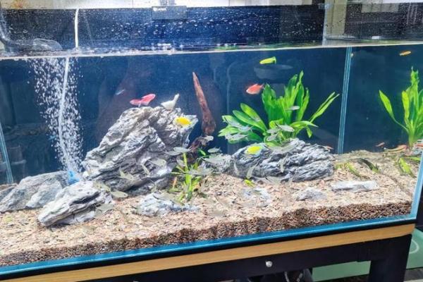 风水,什么类型的八字适合养鱼 风水,什么类型的八字适合养鱼