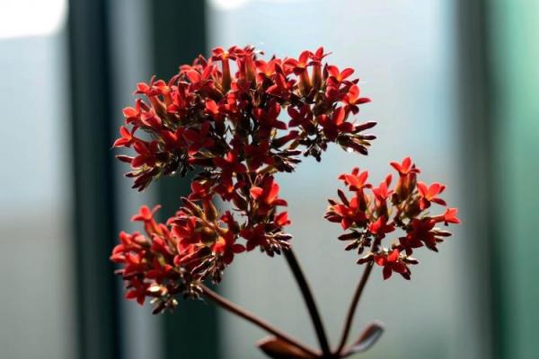 算命说我先结果后开花