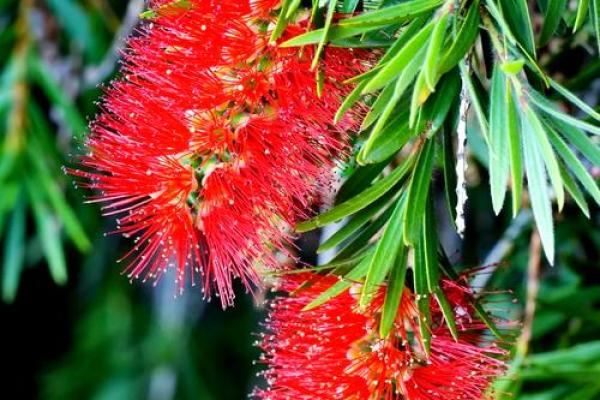 红干层树风水 红干层树风水