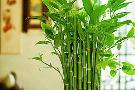 假花摆放在房屋里哪里不会影响到风水呢