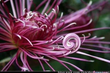 天后灵签陶渊明赏菊解签