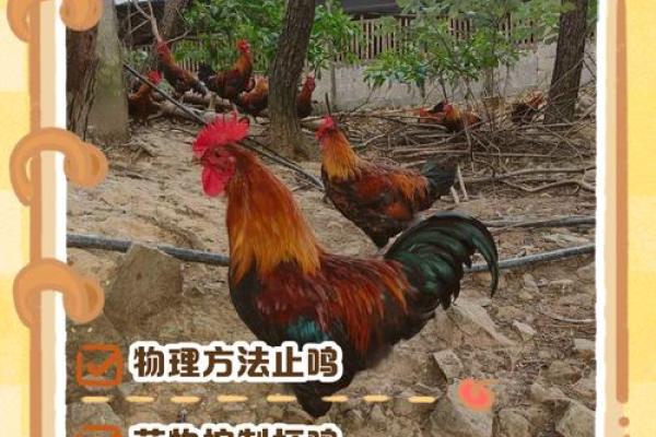 母鸡打鸣算命怎么说,母鸡在早晨打鸣预示什么