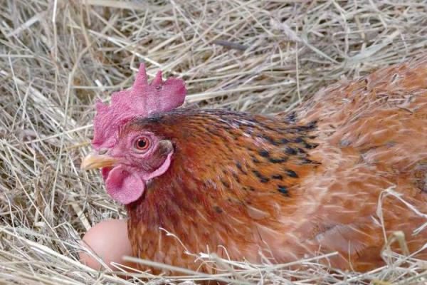 母鸡打鸣算命怎么说,母鸡在早晨打鸣预示什么