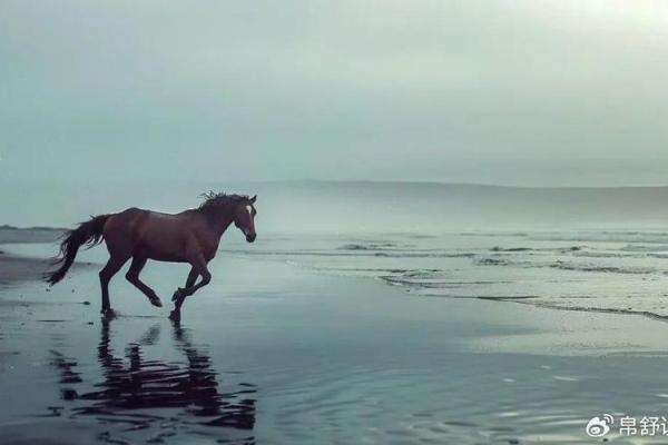 马宝宝八字 马宝宝八字